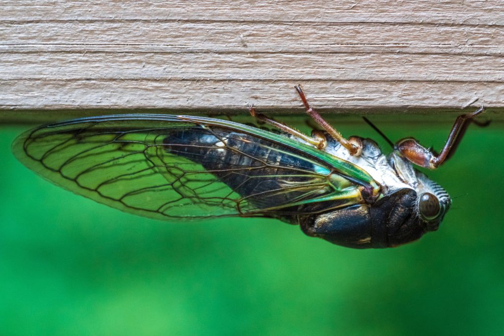 A pretty little cicada